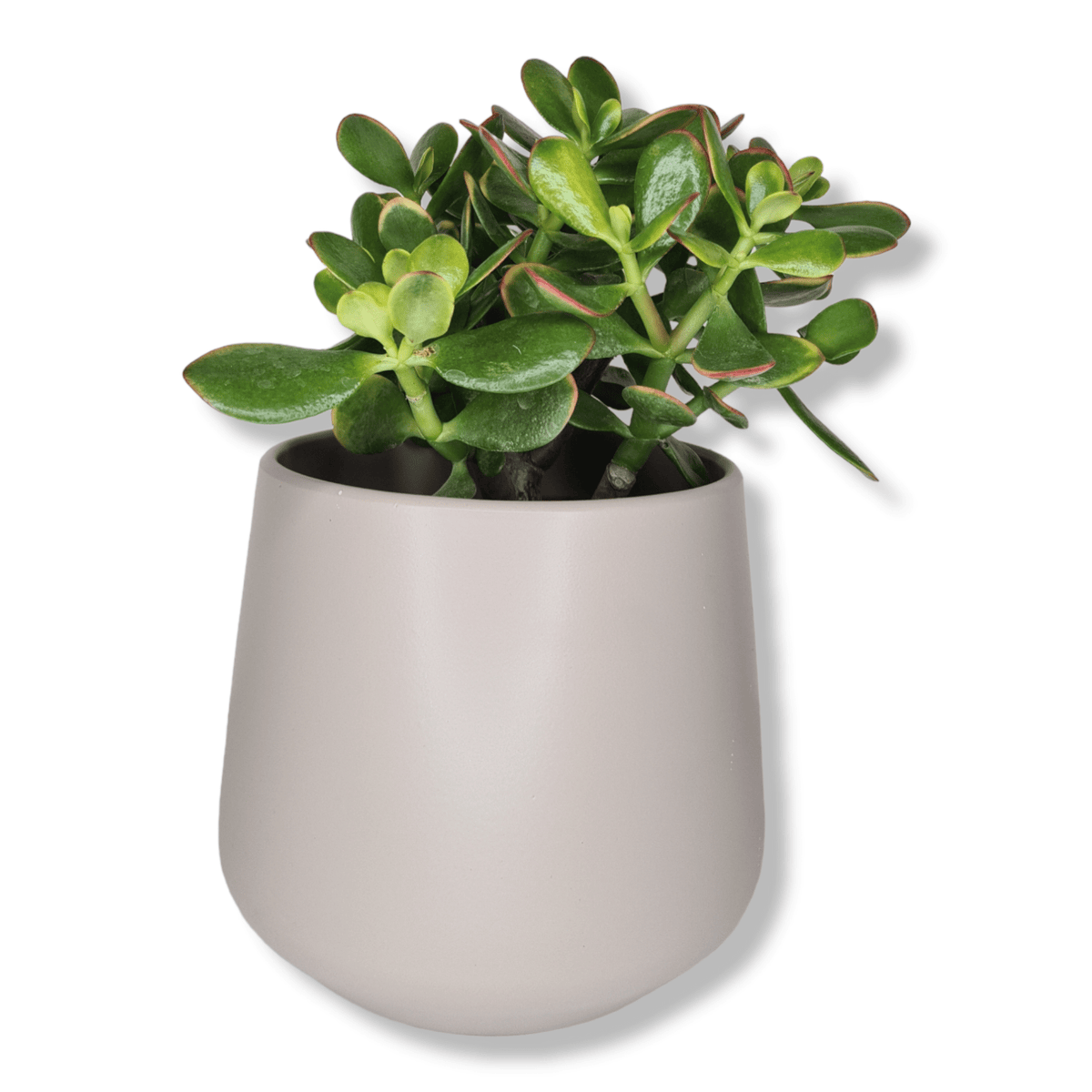 Crassula ovata Sunset, Okroglolistna tolstolistnica, krasula, drevo denarja