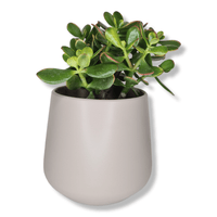 Crassula ovata Sunset, Okroglolistna tolstolistnica, krasula, drevo denarja