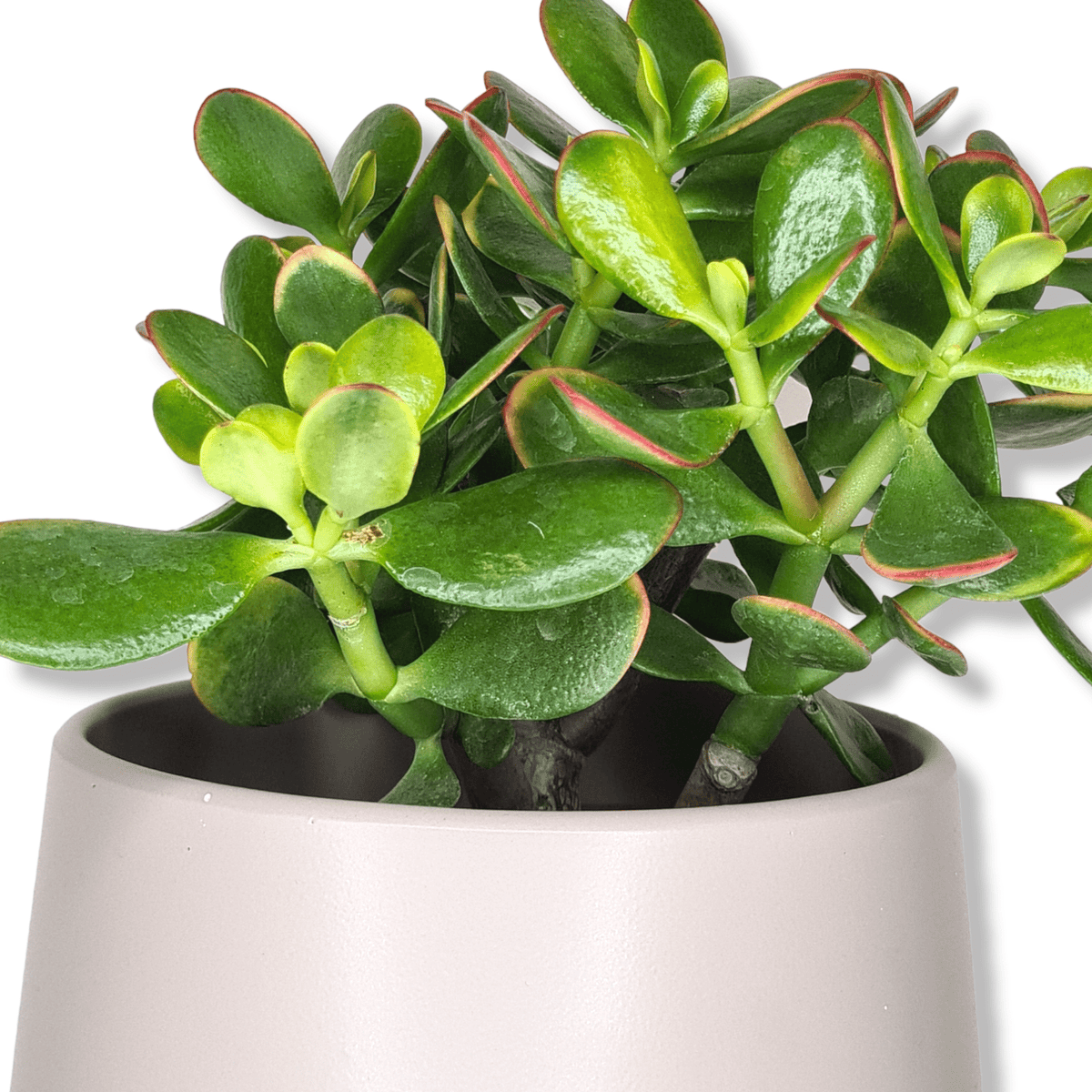 Crassula ovata Sunset, Okroglolistna tolstolistnica, krasula, drevo denarja