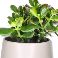 Crassula ovata Sunset, Okroglolistna tolstolistnica, krasula, drevo denarja