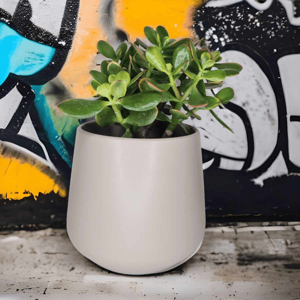 Crassula ovata Sunset, Okroglolistna tolstolistnica, krasula, drevo denarja