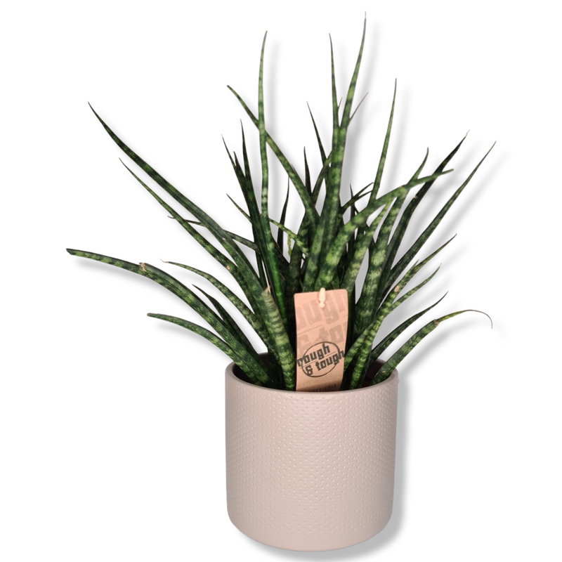 Sanseveria Fernwood Punk, taščin jezik