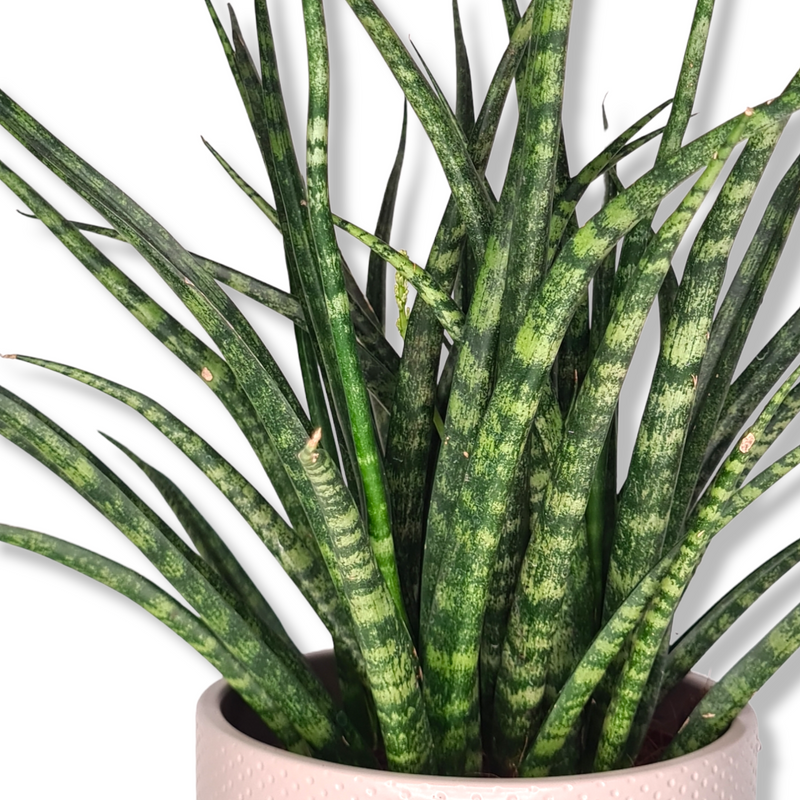 Sanseveria Fernwood Punk, taščin jezik