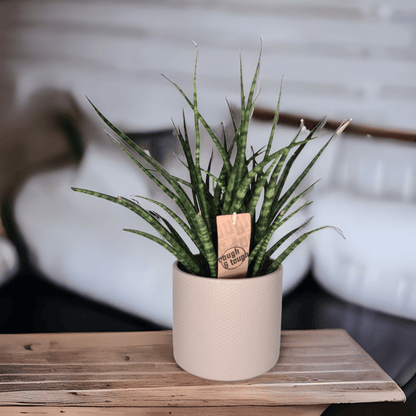 Sanseveria Fernwood Punk, taščin jezik