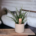 Sanseveria Fernwood Punk, taščin jezik