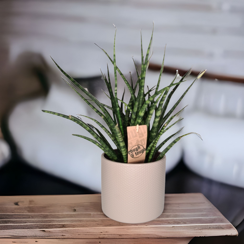 Sanseveria Fernwood Punk, taščin jezik