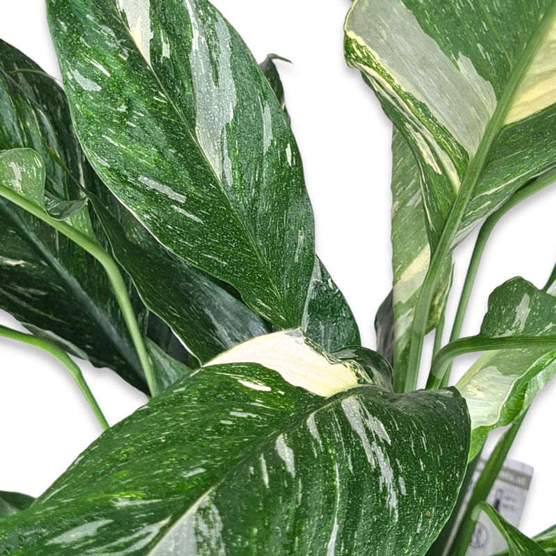 Spathiphyllum Diamond, spatifil