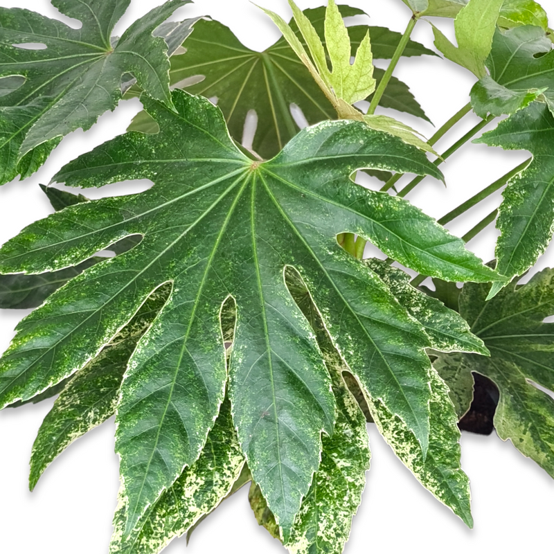 Aralia Spider, pisanolistna aralija