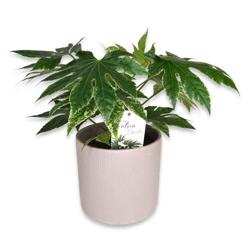 Aralia Spider, pisanolistna aralija