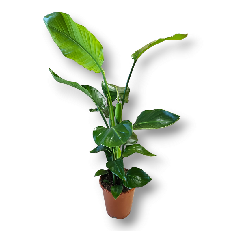 Strelitzia Nikolai, Strelicija- rajska ptica