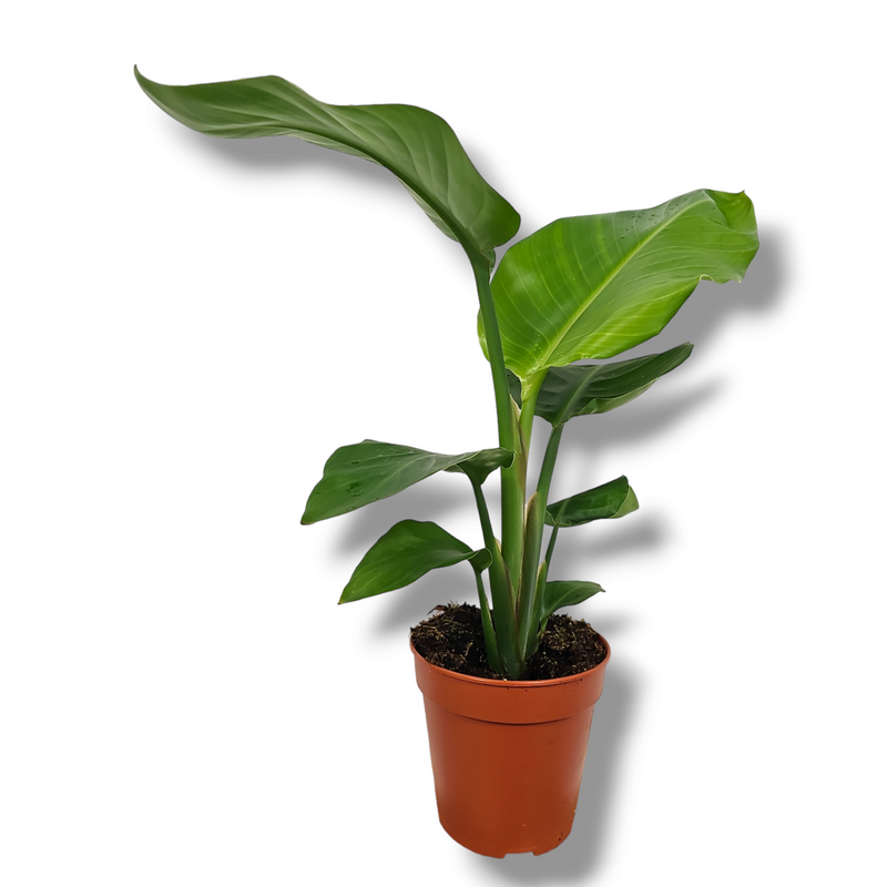 Strelitzia Nikolai, Strelicija rajska ptica