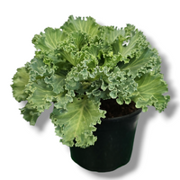 Brassica oleracea, Okrasno zelje