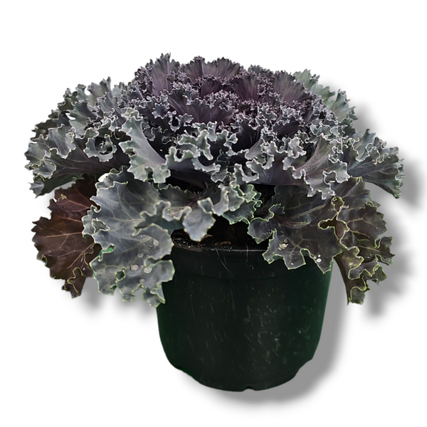 Brassica oleracea, Okrasno zelje