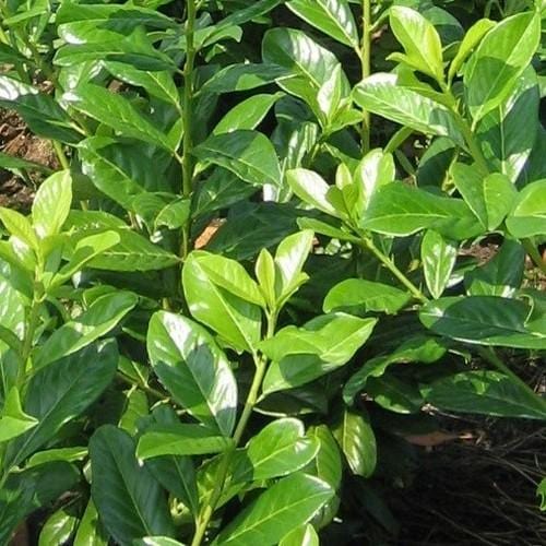 prunus lovorikovec