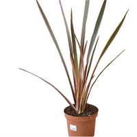 Phormium Tenax Rainbow queen, Novozelandski lan