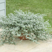 Helichrysum petiolare, Afriški smilj - Vrtnarski-center, spletna trgovina