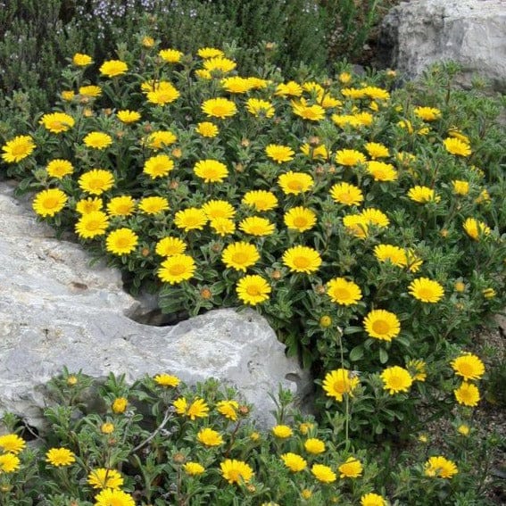 Asteriskus Gnom, Zlati cekin - Vrtnarski-center, spletna trgovina