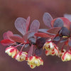 Berberis thunbergii Atropurpurea Rdečelistni češmin - Vrtnarski-center, spletna trgovina