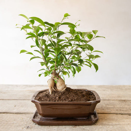 Lonec za bonsai keramicni