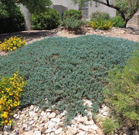 Juniperus horizontalis Wiltonii pritlikavi brin