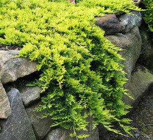 Juniperus horizontalis Golden carpet pritlikavi brin