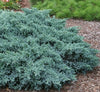 Juniperus squamata Blue star, srebrni brin
