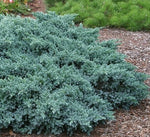 Juniperus squamata Blue star, srebrni brin