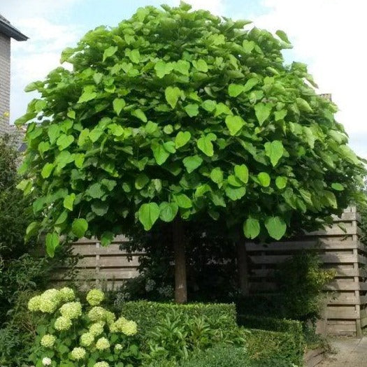 Catalpa bignoioides Ameriška katalpa - Vrtnarski-center, spletna trgovina