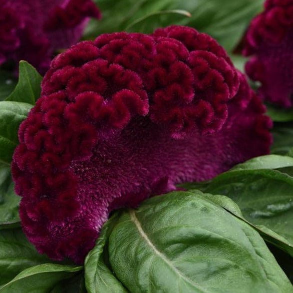 Celosia argentea, Petelinji greben - Vrtnarski-center, spletna trgovina
