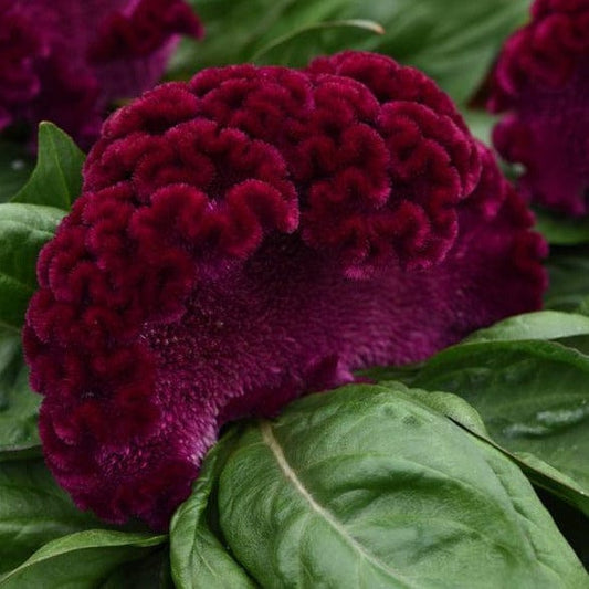 Celosia argentea, Petelinji greben - Vrtnarski-center, spletna trgovina