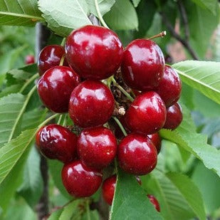 Prunus avium Van, Češnja