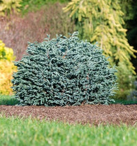 Chamaecyparis pisifera Blue Moon grahasta pacipresa