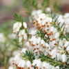 Resa spomladanska Erica x darleyensis