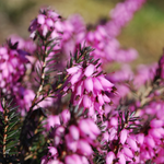 Resa spomladanska Erica x darleyensis