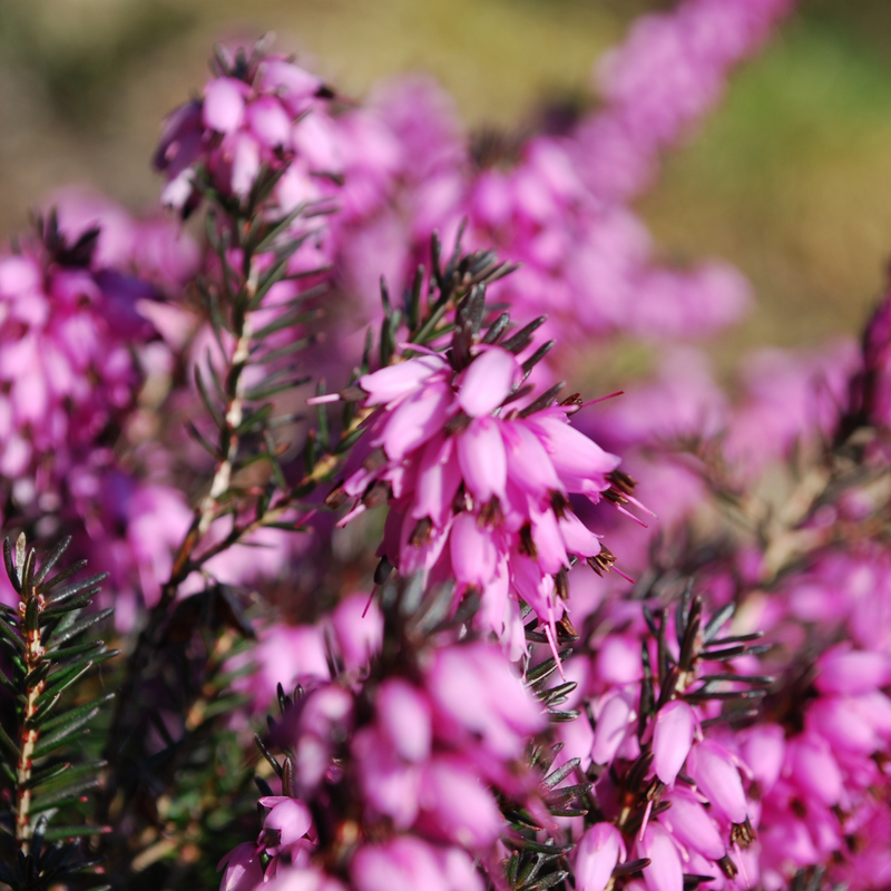 Resa spomladanska Erica x darleyensis