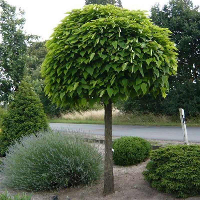 Catalpa bignoioides Ameriška katalpa - Vrtnarski-center, spletna trgovina