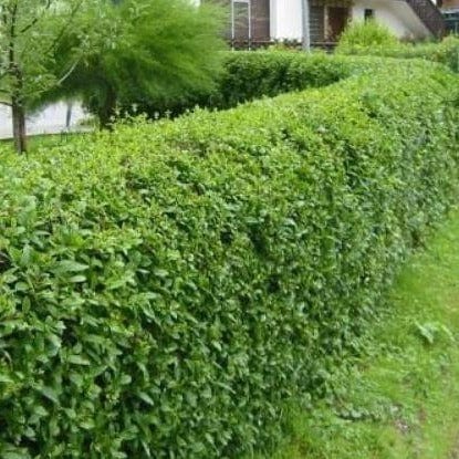Ligustrum ovafolium, Jajčolistna kalina - Vrtnarski-center, spletna trgovina