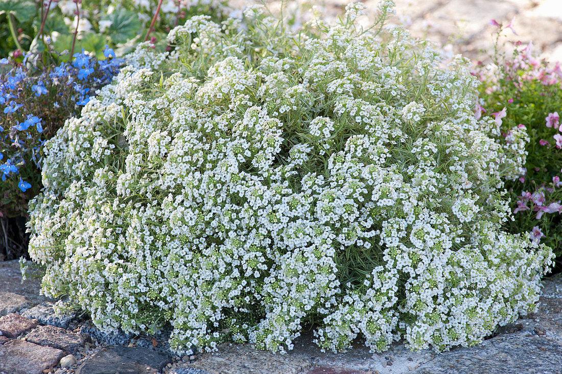 Lobularia Primavera princess, enoletni grobeljnik - Vrtnarski-center, spletna trgovina