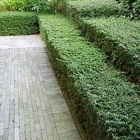 Lonicera nitida Maigrun Kosteničevje - Vrtnarski-center, spletna trgovina