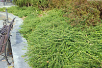 Lonicera nitida Maigrun Kosteničevje - Vrtnarski-center, spletna trgovina