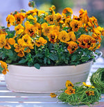 Viola "Tiger Eye", mačeha
