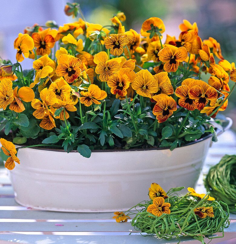 Viola "Tiger Eye", mačeha