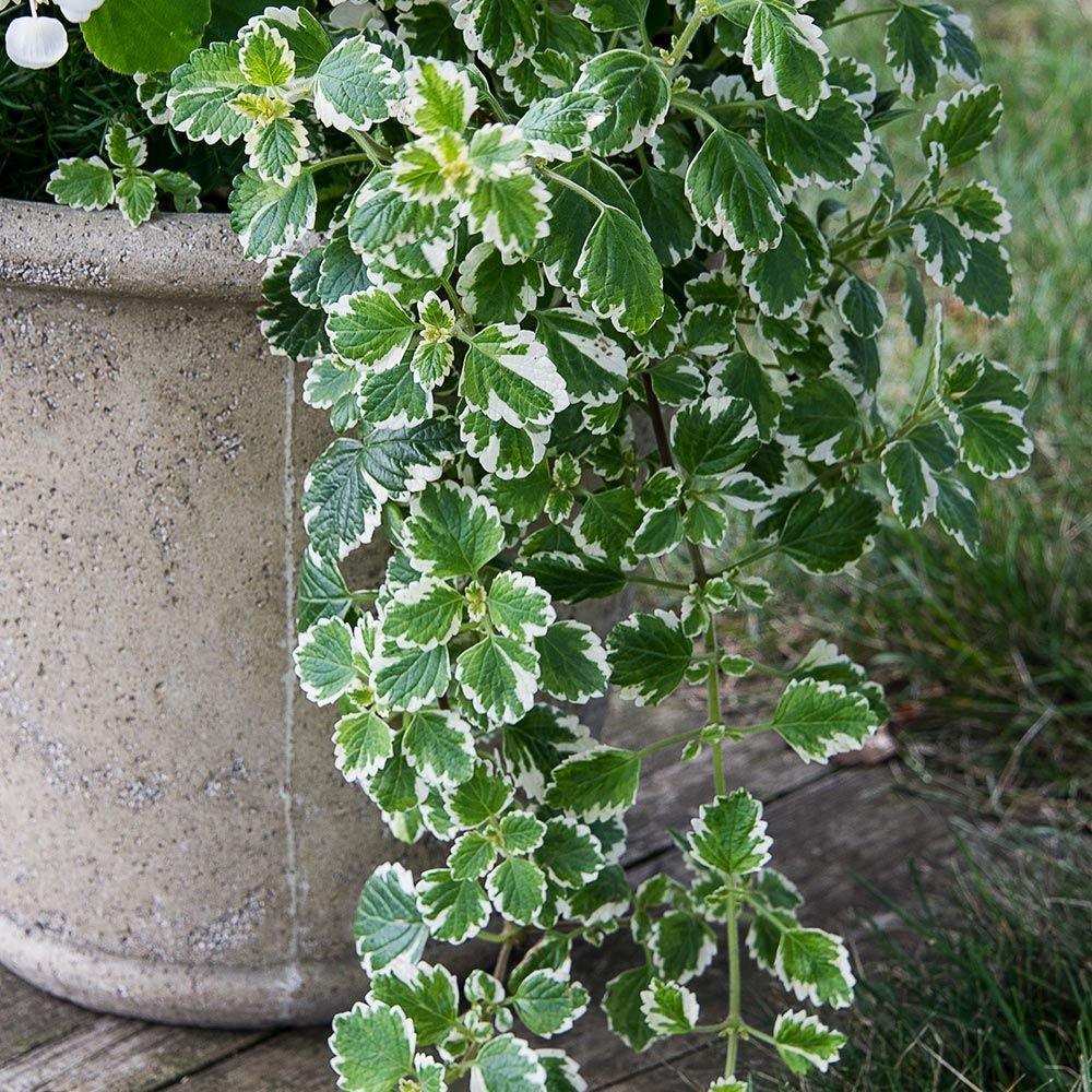 Plectranthus, Moljevka - Vrtnarski-center, spletna trgovina