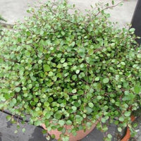 Muehlenbeckia compexa, molembekija - Vrtnarski-center, spletna trgovina