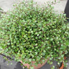 Muehlenbeckia compexa, molembekija - Vrtnarski-center, spletna trgovina