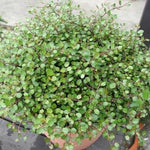 Muehlenbeckia compexa, molembekija - Vrtnarski-center, spletna trgovina