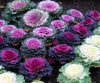Brassica oleracea, Okrasno zelje - Vrtnarski-center, spletna trgovina
