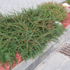 Cotoneaster Horizontalis, panešplja