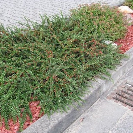 Cotoneaster Horizontalis, panešplja