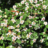 Cotoneaster dammeri Coral beauty, panešplja